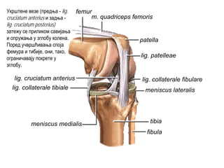 femur
m. quadriceps femoris
patella
lig. patelleae
lig. collaterale fibularelig. cruciatum anterius
meniscus lateralislig. collaterale tibiale
meniscus medialis tibia
fibula
Укрштене везе (предња - lig.
cruciatum anterius и задња -
lig. cruciatum posterius)
затежу се приликом савијања
и опружања у зглобу колена.
Поред учвршћивања споја
фемура и тибије, они, тако,
ограничавају покрете у
зглобу.
 