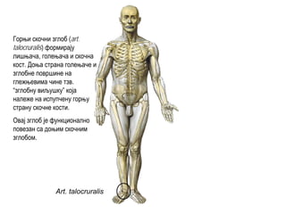Art. talocruralis
Горњи скочни зглоб (art.
talocruralis) формирају
лишњача, голењача и скочна
кост. Доња страна голењаче и
зглобне површине на
глежњевима чине тзв.
“зглобну виљушку” која
належе на испупчену горњу
страну скочне кости.
Овај зглоб је функционално
повезан са доњим скочним
зглобом.
 