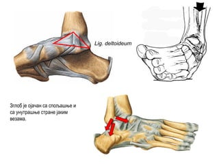 Lig. deltoideum
Зглоб је ојачан са спољашње и
са унутрашње стране јаким
везама.
 