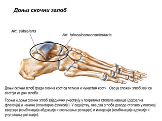 Art. subtalaris
Art. talocalcaneonavicularis
ДоњиДоњи скочнискочни зглобзглоб
Доњи скочни зглоб гради скочна кост са петном и чунастом кости. Ово је сложен зглоб који се
састоји из два зглоба.
Горњи и доњи скочни зглоб заједнички учествују у покретима стопала навише (дорзална
флексија) и наниже (плантарна флексија). У садејству, ова два зглоба доводе стопало у положај
еверзије (комбинација абдукције и спољашње ротације) и инверзије (комбинација адукције и
унутрашње ротације).
 