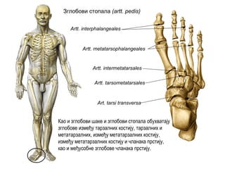 Зглобови стопала (artt. pedis)
Art. tarsi transversa
Artt. tarsometatarsales
Artt. metatarsophalangeales
Artt. interphalangeales
Artt. intermetatarsales
Као и зглобови шаке и зглобови стопала обухватају
зглобове између тарзалних костију, тарзалних и
метатарзалних, између метатарзалних костију,
између метатарзалних костију и чланака прстију,
као и међусобне зглобове чланака прстију.
 