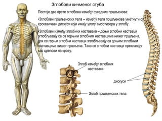 Зглобови кичменог стуба
Постоје две врсте зглобова између суседних пршљенова:
•Зглобови пршљенских тела – између тела пршљенова уметнути су
хрскавичави дискуси који имају улогу амортизера у зглобу.
•Зглобови између зглобних наставака – доњи зглобни наставци
зглобљавају се са горњим зглобним наставцима нижег пршљена,
док се горњи зглобни наставци зглобљавају са доњим зглобним
наставцима вишег пршљена. Тако се зглобни наставци преклапају
као црепови на крову.
Зглоб између зглобних
наставака
дискуси
Зглоб пршљенских тела
 