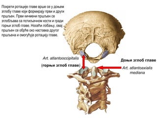 Art. atlantooccipitalis
(горњи зглоб главе)
Art. atlantoaxialis
mediana
Доњи зглоб главе
Покрети ротације главе врше се у доњем
зглобу главе који формирају први и други
пршљен. Први кичмени пршљен се
зглобљава са потиљачном кости и гради
горњи зглоб главе. Носећи лобању, овај
пршљен се обрће око наставка другог
пршљена и омогућује ротацију главе.
 