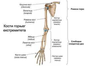 Рамени појас
Слободни
(покретни) део
Кључна кост
(clavicula)
Лопатица
(scapula)
Рамена кост
(humerus)
Жбица
(radius)
Лакатна кост
(ulna)
Кости шаке
(ossa manus)
КостиКости горњеггорњег
екстремитетаекстремитета
Костур
надлактице
(skeleton
brachii)
Костур
подлактице
(skeleton
antebrachii)
Костур шаке
(skeleton
manus)
 