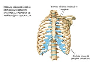 Зглобови ребарних хрскавица се
стернумом
Зглобови ребара са
ребарним хрскавицама
Предњим крајевима ребра се
зглобљавају са ребарним
хрскавицама, а хрскавице се
зглобљавају са грудном кости.
 
