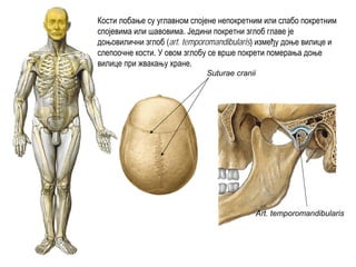 Suturae cranii
Art. temporomandibularis
Кости лобање су углавном спојене непокретним или слабо покретним
спојевима или шавовима. Једини покретни зглоб главе је
доњовилични зглоб (art. temporomandibularis) између доње вилице и
слепоочне кости. У овом зглобу се врше покрети померања доње
вилице при жвакању хране.
 