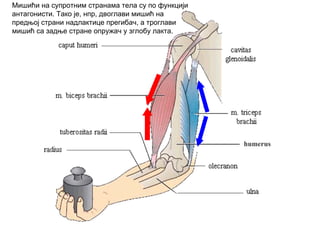 humerus
Мишићи на супротним странама тела су по функцији
антагонисти. Тако је, нпр, двоглави мишић на
предњој страни надлактице прегибач, а троглави
мишић са задње стране опружач у зглобу лакта.
 