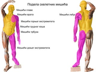 Подела скелетних мишића
Мишићи горњег екстремитета
Мишићи доњег екстремитета
Мишићи главе
Мишићи врата Мишићи леђа
Мишићи грудног коша
Мишићи трбуха
 
