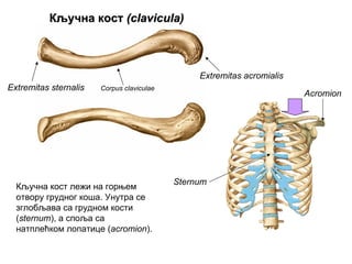 КључнаКључна косткост ((claviculaclavicula))
Extremitas sternalis
Extremitas acromialis
Corpus claviculae
Sternum
Acromion
Кључна кост лежи на горњем
отвору грудног коша. Унутра се
зглобљава са грудном кости
(sternum), а споља са
натплећком лопатице (acromion).
 