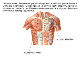 m. pectoralis major
m. pectoralis minor
Највећи мишић из предње групе мишића рамена је велики грудни мишић (m.
pectoralis major) који се унутра припаја на кључној кости, стернуму и ребрима,
а споља на раменој кости. Као мишић предње групе он је адуктор, флексор и
унутрашњи ротатор надлактице.
 