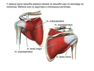 m. subscapularis
m. teres major
m. supraspinatus
m. teres minor
m. supraspinatus
У задњој групи мишића рамена налазе се мишићи који се припајају на
лопатици. Већина њих су адуктори и спољашњи ротатори.
 