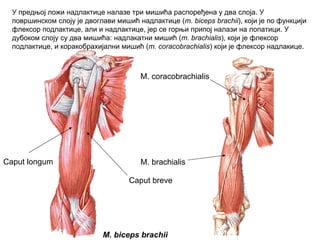 Caput longum
Caput breve
M. biceps brachii
M. brachialis
M. coracobrachialis
У предњој ложи надлактице налазе три мишића распоређена у два слоја. У
површинском слоју је двоглави мишић надлактице (m. biceps brachii), који је по функцији
флексор подлактице, али и надлактице, јер се горњи припој налази на лопатици. У
дубоком слоју су два мишића: надлакатни мишић (m. brachialis), који је флексор
подлактице, и коракобрахијални мишић (m. coracobrachialis) који је флексор надлакице.
 
