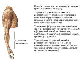 Мишићи
подлактице
Мишићи подлактице груписани су у три ложе:
предњу, спољашњу и задњу.
У предњој ложи налази се 8 мишића
распоређених у 4 слоја и они су флексори
шаке и пристију (палац има сопствени
флексор, а остала четири прста заједнички),
као и пронатори подлактице.
У спољашњој групи се налазе 4 мишића од
којих је најповршнији брахиорадијални мишић
који даје заобљен облик горњем делу
подлактице, а најдубље је постављен мишић
супинатор подлактице.
У задњој ложи се налази 8 мишића
распоређених у два слоја и они су по
функцији екстензори шаке и прстију (палац
такође има сопствене екстензоре, а остала
четири прста заједнички).
 