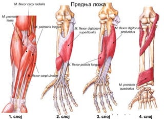 M. pronator
teres
M. flexor carpi radialis
M. flexor carpi ulnaris
M. palmaris longus M. flexor digitorum
superficialis
M. flexor pollicis longus
M. flexor digitorum
profundus
M. pronator
quadratus
1.1. слојслој 22.. слојслој 33.. слојслој 44.. слојслој
Предња ложа
 