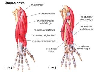 m. extensor digitorum
m. extensor digiti minimi
m. extensor carpi ulnaris
m. abductor
pollicis longus
m. extensor
pollicis brevis
m. extensor
pollicis longusm. extensor
indicis
m. anconeus
1.1. слојслој 22.. слојслој
m. brachioradialis
m. extensor carpi
radialis longus
Задња ложа
 