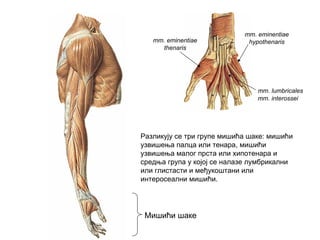 Мишићи шаке
mm. eminentiae
thenaris
mm. eminentiae
hypothenaris
mm. lumbricales
mm. interossei
Разликују се три групе мишића шаке: мишићи
узвишења палца или тенара, мишићи
узвишења малог прста или хипотенара и
средња група у којој се налазе лумбрикални
или глистасти и међукоштани или
интеросеални мишићи.
 