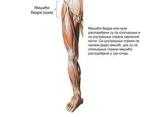 Мишићи
бедра (кука)
Мишићи бедра или кука
распоређени су са спољашње и
са унутрашње стране карличне
кости. Са унутрашње стране се
налази један мишић, док су са
спољашње стране мишићи
распоређени у три слоја.
 