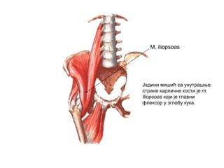 M. iliopsoas
Једини мишић са унутрашње
стране карличне кости је m.
Iliopsoas који је главни
флексор у зглобу кука.
 