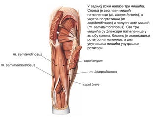 caput breve
caput longum
m. biceps femoris
m. semitendinosus
m. semimembranosus
У задњој ложи налазе три мишића.
Споља је двоглави мишић
натколенице (m. biceps femoris), а
унутра полутетивни (m.
semitendinosus) и полуопнасти мишић
(m. semimembranosus). Сва три
мишића су флексори потколенице у
зглобу колена, бицепс је и спољашњи
ротатор натколенице, а два
унутрашња мишића унутрашњи
ротатори.
 