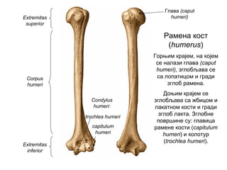 Глава (caput
humeri)
trochlea humeri
capitulum
humeri
Extremitas
superior
Extremitas
inferior
Corpus
humeri
Condylus
humeri:
Рамена кост
(humerus)
Горњим крајем, на којем
се налази глава (caput
humeri), зглобљава се
са лопатицом и гради
зглоб рамена.
Доњим крајем се
зглобљава са жбицом и
лакатном кости и гради
зглоб лакта. Зглобне
површине су: главица
рамене кости (capitulum
humeri) и колотур
(trochlea humeri).
 