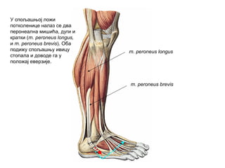 m. peroneus longus
m. peroneus brevis
У спољашњој ложи
потколенице налаз се два
перонеална мишића, дуги и
кратки (m. peroneus longus,
и m. peroneus brevis). Оба
подижу спољашњу ивицу
стопала и доводе га у
положај еверзије.
 