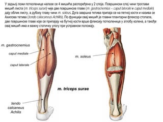 caput mediale
caput laterale
m. gastrocnemius
m. soleus
m. triceps suraem. triceps surae
tendo
calcaneus
Achilis
У задњој ложи потколенице налазе се 4 мишића распоређена у 2 слоја. Површински слој чини троглави
мишић листа (m. triceps surae) чије две површинске главе (m. gastrocnemius – caput laterale и caput mediale)
дају облик листу, а дубоку главу чини m. soleus. Дуга завршна тетива припаја се на петној кости и назива се
Ахилова тетива (tendo calacaneus Achillis). По функцији овај мишић је главни плантарни флексор стопала,
две површинске главе које се припајају на бутној кости врше флексију потколенице у зглобу колена, а такође
овај мишић има и важну статичку улогу при усправном положају.
 