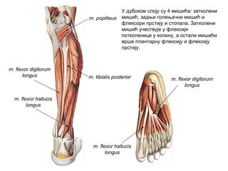 m. tibialis posterior
m. flexor digitorum
longus
m. flexor hallucis
longus
m. flexor hallucis
longus
m. flexor digitorum
longus
m. popliteus
У дубоком слоју су 4 мишића: затколени
мишић, задњи голењачни мишић и
флексори прстију и стопала. Затколени
мишић учествује у флексији
потколенице у колену, а остали мишићи
врше плантарну флексију и флексију
прстију.
 