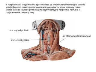 m. sternocleidomastoideus
mm. suprahyoidei
mm. infrahyoidei
У површинском слоју мишића врата налази се стерноклеидомастоидни мишић
који је флексор главе. Једностраном контракцијом он врши ротацију главе.
Испод њега се налази група мишића који учествују у покретима гркљана и
подјезичне кости при гутању.
 