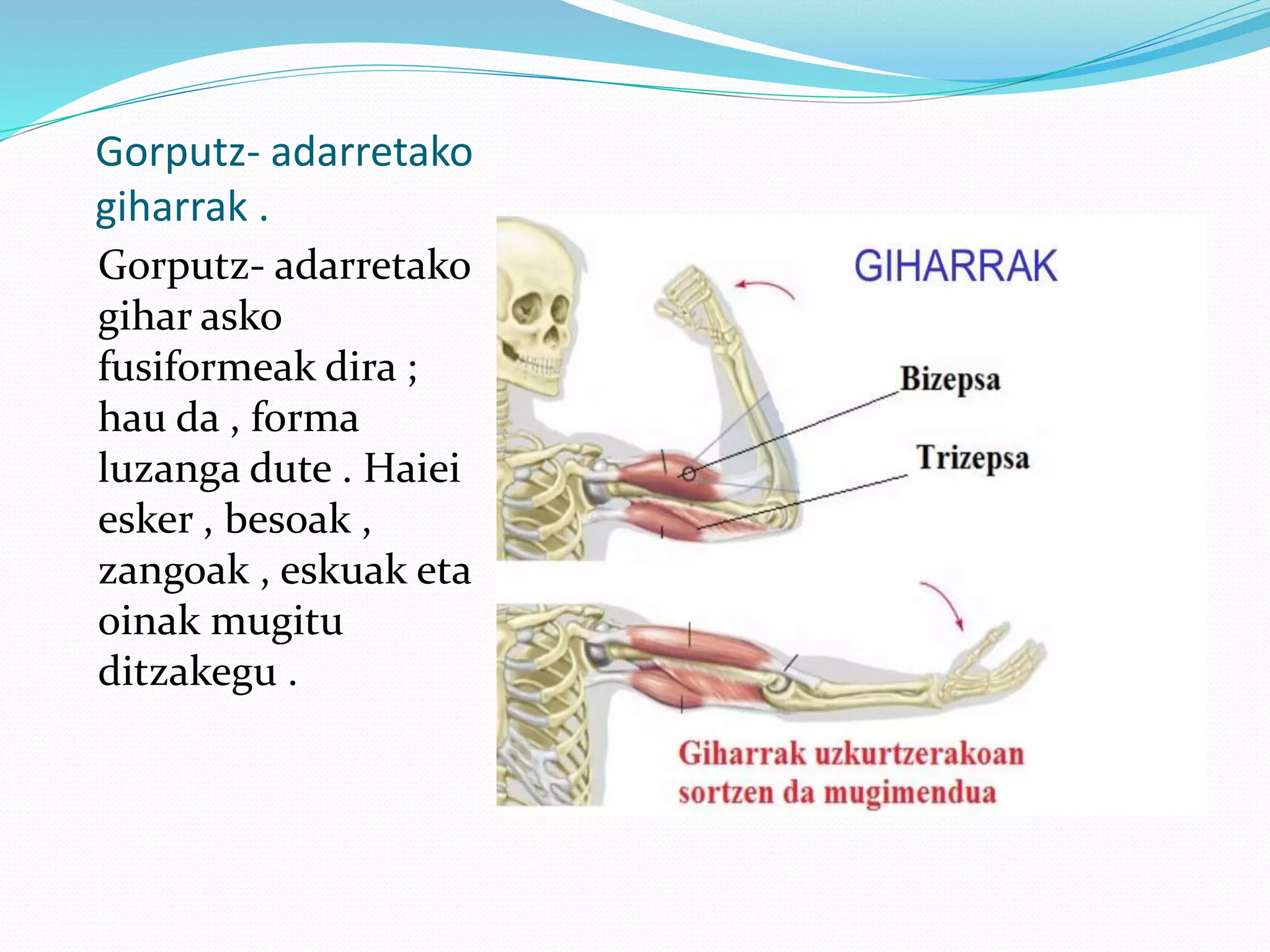 Gorputz- adarretako
giharrak .
Gorputz- adarretako
gihar asko
fusiformeak dira ;
hau da , forma
luzanga dute . Haiei
esker , besoak ,
zangoak , eskuak eta
oinak mugitu
ditzakegu .
 