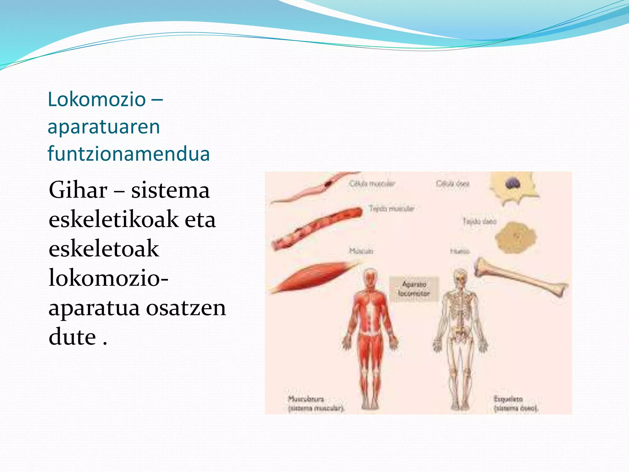 Lokomozio –
aparatuaren
funtzionamendua
Gihar – sistema
eskeletikoak eta
eskeletoak
lokomozio-
aparatua osatzen
dute .
 