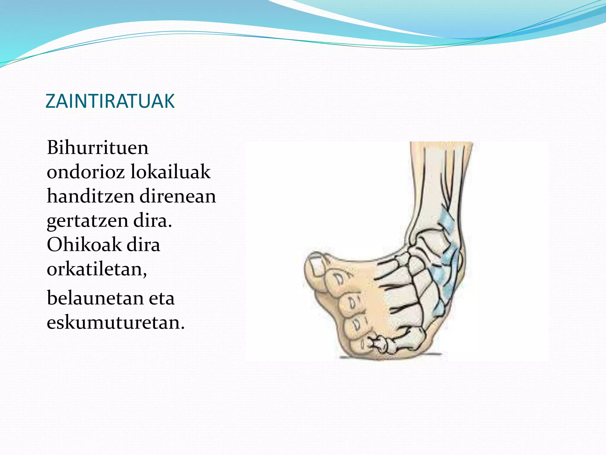 ZAINTIRATUAK
Bihurrituen
ondorioz lokailuak
handitzen direnean
gertatzen dira.
Ohikoak dira
orkatiletan,
belaunetan eta
eskumuturetan.
 