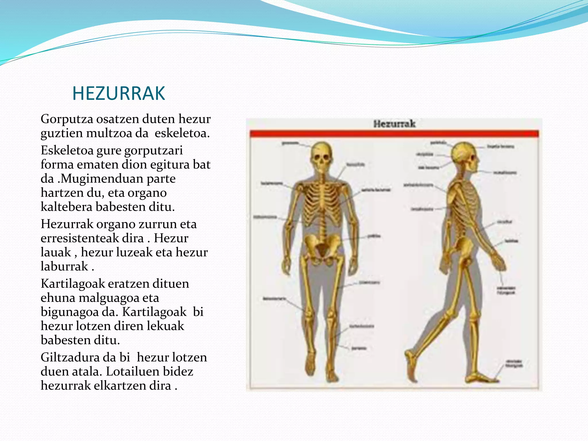 Gorputza osatzen duten hezur
guztien multzoa da eskeletoa.
Eskeletoa gure gorputzari
forma ematen dion egitura bat
da .Mugimenduan parte
hartzen du, eta organo
kaltebera babesten ditu.
Hezurrak organo zurrun eta
erresistenteak dira . Hezur
lauak , hezur luzeak eta hezur
laburrak .
Kartilagoak eratzen dituen
ehuna malguagoa eta
bigunagoa da. Kartilagoak bi
hezur lotzen diren lekuak
babesten ditu.
Giltzadura da bi hezur lotzen
duen atala. Lotailuen bidez
hezurrak elkartzen dira .
HEZURRAK
 