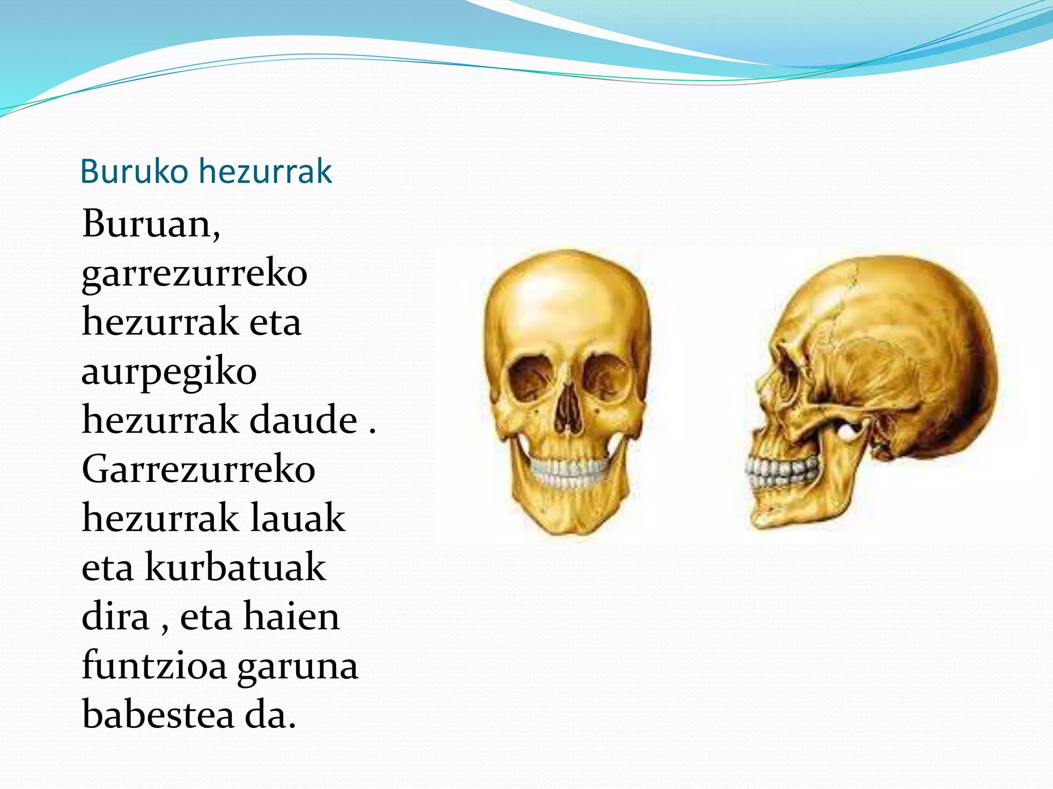 Buruko hezurrak
Buruan,
garrezurreko
hezurrak eta
aurpegiko
hezurrak daude .
Garrezurreko
hezurrak lauak
eta kurbatuak
dira , eta haien
funtzioa garuna
babestea da.
 