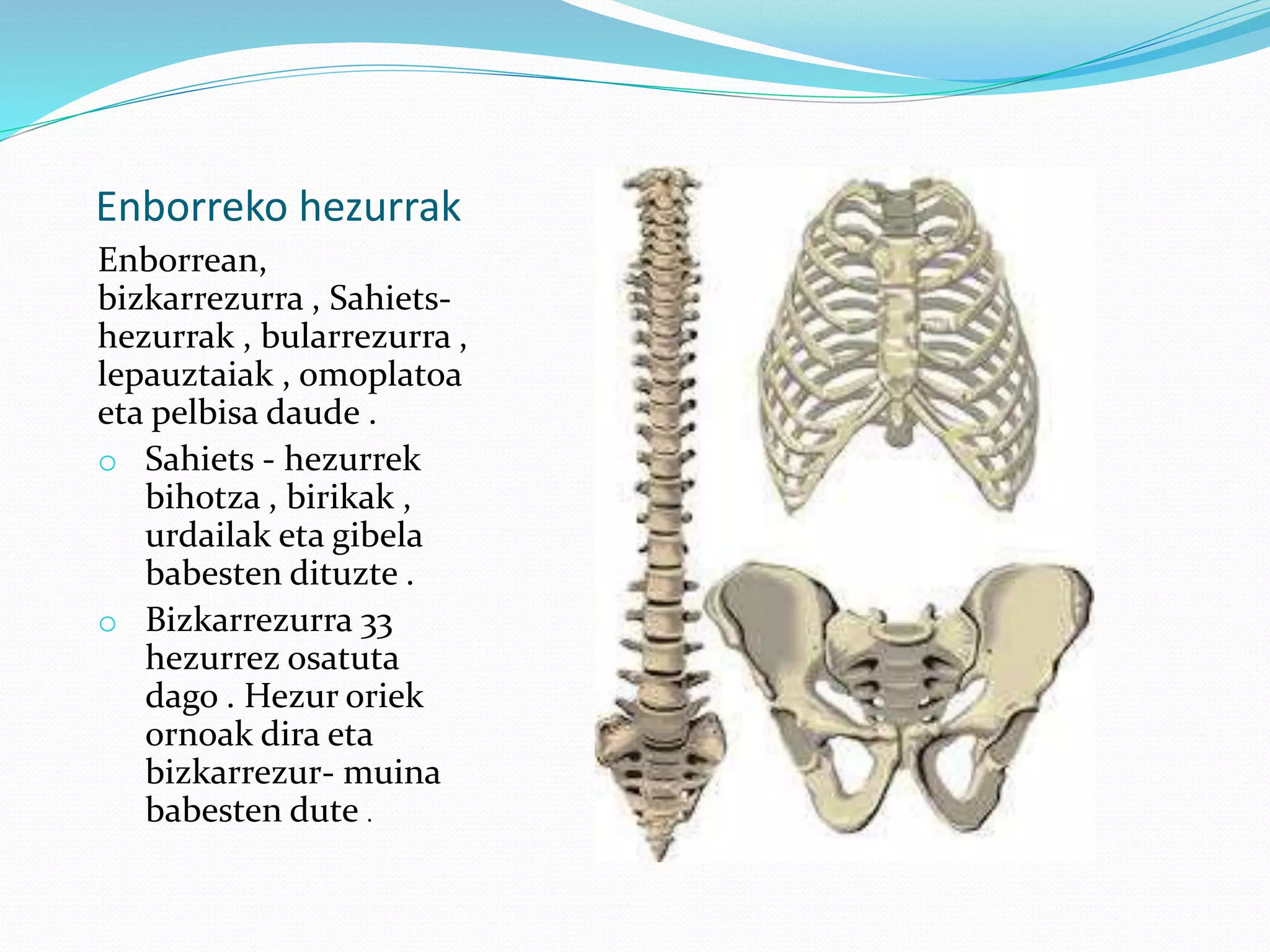 Enborreko hezurrak
Enborrean,
bizkarrezurra , Sahiets-
hezurrak , bularrezurra ,
lepauztaiak , omoplatoa
eta pelbisa daude .
o Sahiets - hezurrek
bihotza , birikak ,
urdailak eta gibela
babesten dituzte .
o Bizkarrezurra 33
hezurrez osatuta
dago . Hezur oriek
ornoak dira eta
bizkarrezur- muina
babesten dute .
 