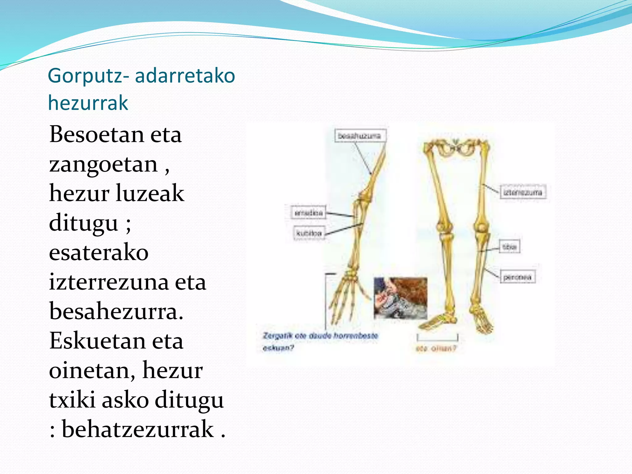 Gorputz- adarretako
hezurrak
Besoetan eta
zangoetan ,
hezur luzeak
ditugu ;
esaterako
izterrezuna eta
besahezurra.
Eskuetan eta
oinetan, hezur
txiki asko ditugu
: behatzezurrak .
 