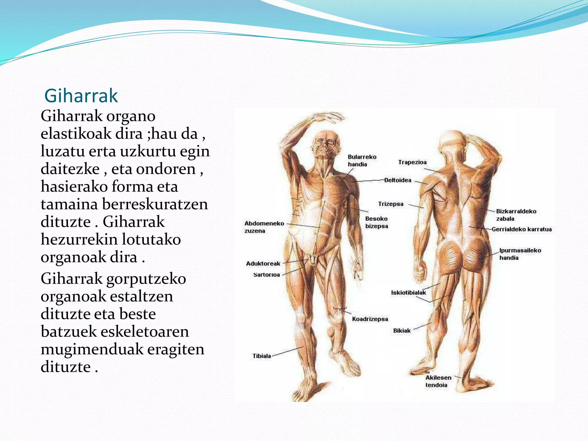 Giharrak
Giharrak organo
elastikoak dira ;hau da ,
luzatu erta uzkurtu egin
daitezke , eta ondoren ,
hasierako forma eta
tamaina berreskuratzen
dituzte . Giharrak
hezurrekin lotutako
organoak dira .
Giharrak gorputzeko
organoak estaltzen
dituzte eta beste
batzuek eskeletoaren
mugimenduak eragiten
dituzte .
 
