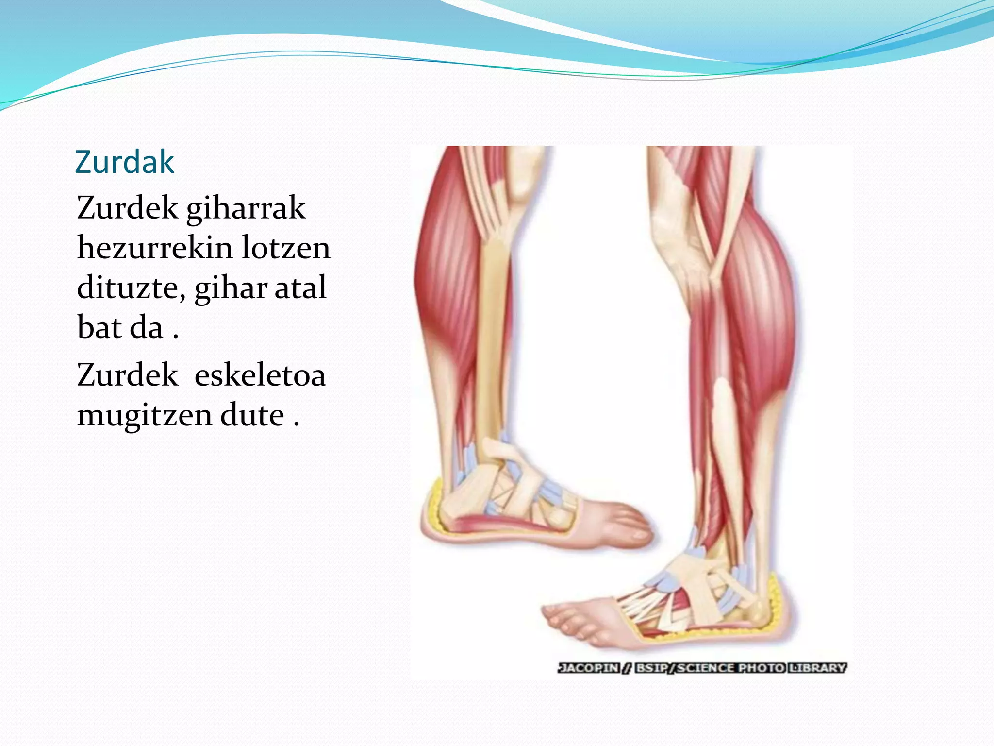 Zurdak
Zurdek giharrak
hezurrekin lotzen
dituzte, gihar atal
bat da .
Zurdek eskeletoa
mugitzen dute .
 
