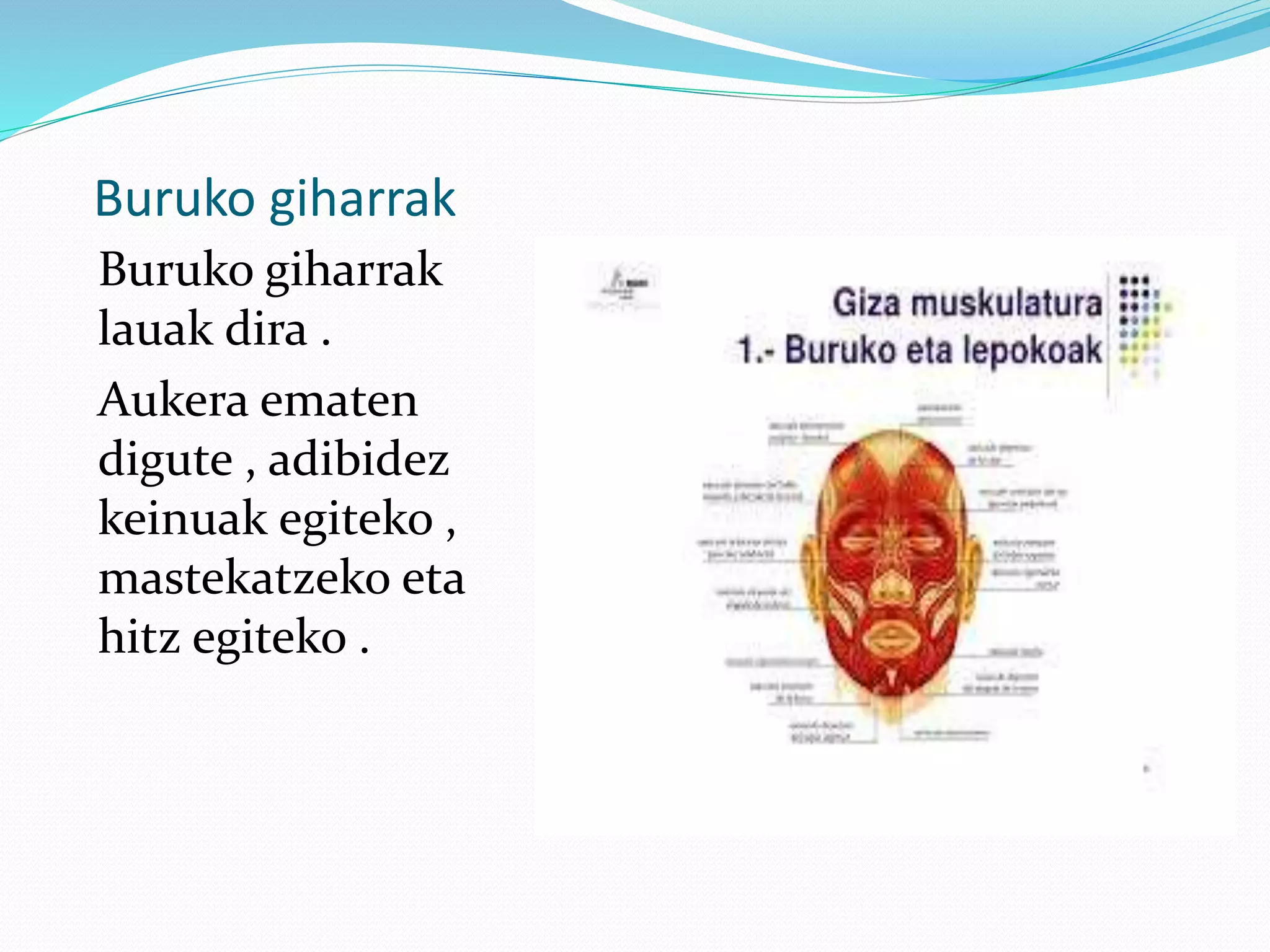 Buruko giharrak
Buruko giharrak
lauak dira .
Aukera ematen
digute , adibidez
keinuak egiteko ,
mastekatzeko eta
hitz egiteko .
 