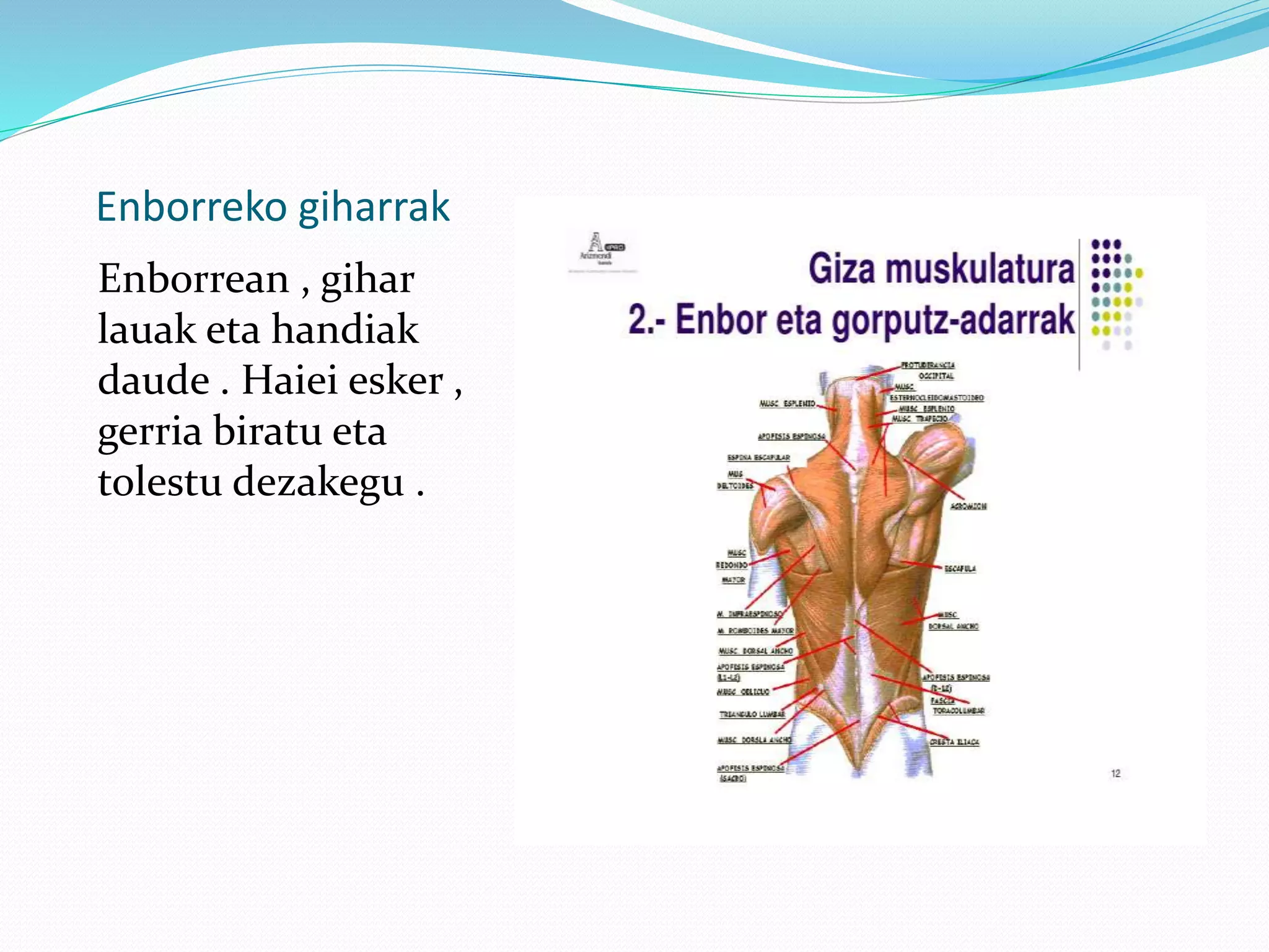 Enborreko giharrak
Enborrean , gihar
lauak eta handiak
daude . Haiei esker ,
gerria biratu eta
tolestu dezakegu .
 