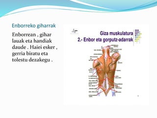 Lokomozio Aparatua Nahikari marcos Eta Iker PPTX lokomozio-aparatua-nahikari-marcos-eta-iker-pptx