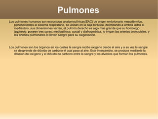 Pulmones ,[object Object]