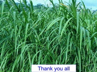 Dairy Value Chain Development