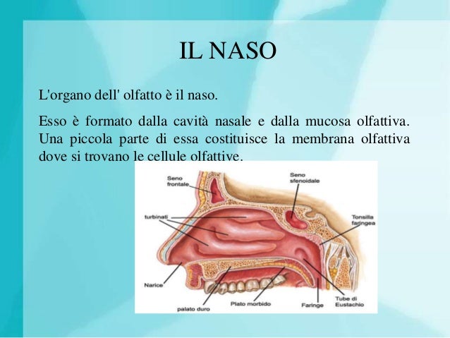 I Cinque Sensi L Olfatto Aletheia Online