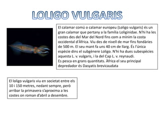 El calamar comú o calamar europeu (Loligo vulgaris) és un
                                gran calamar que pertany a la família Loliginidae. N'hi ha les
                                costes des del Mar del Nord fins com a mínim la costa
                                occidental d'Àfrica. Viu des de nivell de mar fins fondàries
                                de 500 m. El seu mant fa uns 40 cm de llarg. És l'única
                                espècie dins el subgènere Loligo. N'hi ha dues subespècies
                                aquesta L. v. vulgaris, i la del Cap L. v. reynaudi.
                                Es pesca en grans quantitats. Àfrica el seu principal
                                depredador és Dasyatis brevicaudata


El loligo vulgaris viu en societat entre els
10 i 150 metres, nedant sempre, però
arribar la primavera s’aproxima a les
costes on roman d’abril a desembre.
 