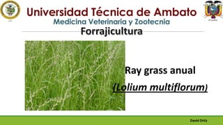 Universidad Técnica de Ambato
Medicina Veterinaria y Zootecnia

Ray grass anual
(Lolium multiflorum)
David Ortiz

 