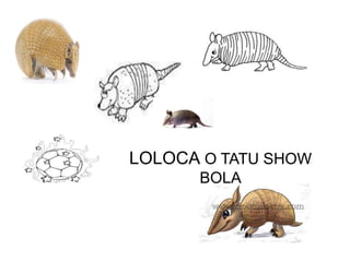 LOLOCA O TATU SHOW
BOLA
 