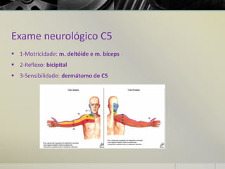 Exame neurológico C5
▪ 1-Motricidade: m. deltóide e m. bíceps
▪ 2-Reflexo: bicipital
▪ 3-Sensibilidade: dermátomo de C5
 