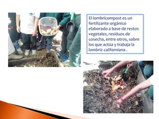 El lombricompost es un fertilizante orgánico elaborado a base de restos vegetales, residuos de cosecha, entre otros, sobre los que actúa y trabaja la lombriz californiana .