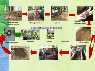 Usos del humus de lombriz Lombriz roja   (Eisenia foetida) Materia Prima (Estiércol bovino ) Transportación Lavado Alimentación Pesado y empaque Semillero Vivero Plantación 