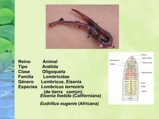 Reino          Animal  Tipo            Anélida  Clase          Oligoqueta  Familia        Lombrícidae  Género      Lombricus, Eisenia  Especies    Lombricus terrestris   (de tierra   común)                     Eisenia foetida  (Californiana)                     Eudrillus eugenie  (Africana) 